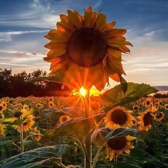 Meet your Posher, Jo - Picture 1 of 1